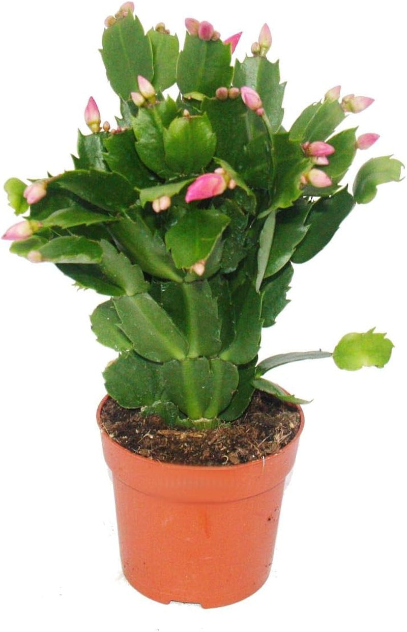 Exotenherz - Weihnachtskaktus - Schlumbergera - Set Mit 3 Pflanzen