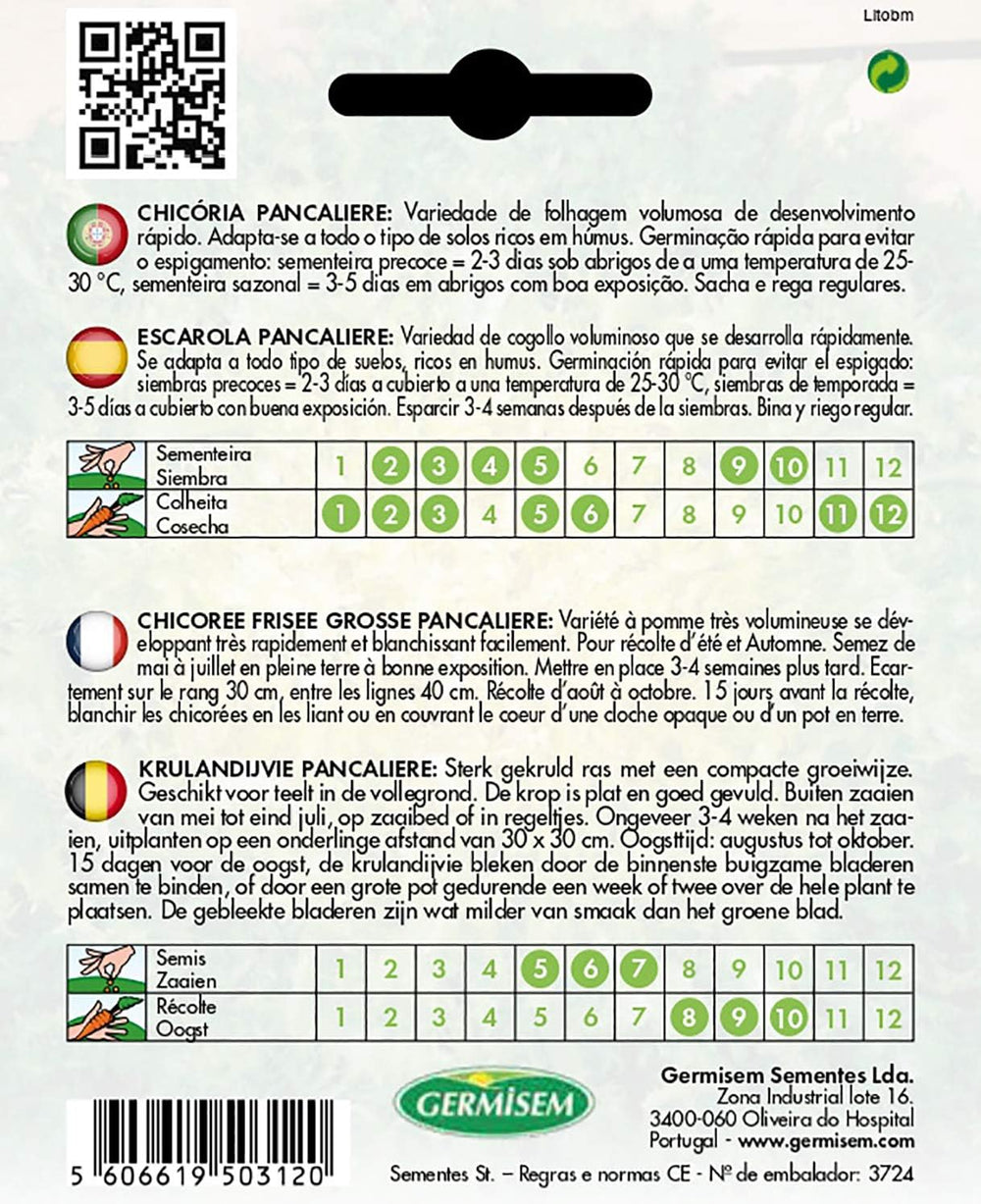 Endivie PANCALIÈRE EC2004 Mehrfarbig