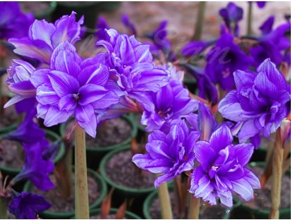 Blumenzwiebel Mix, Winterhart zwiebeln, Winterhart pflanzen, Mehrjährige Blumenzwiebel ist winterhart, Mysteriöse magische Glühbirne-4 Pflanzen Funken Hosta Rhizom