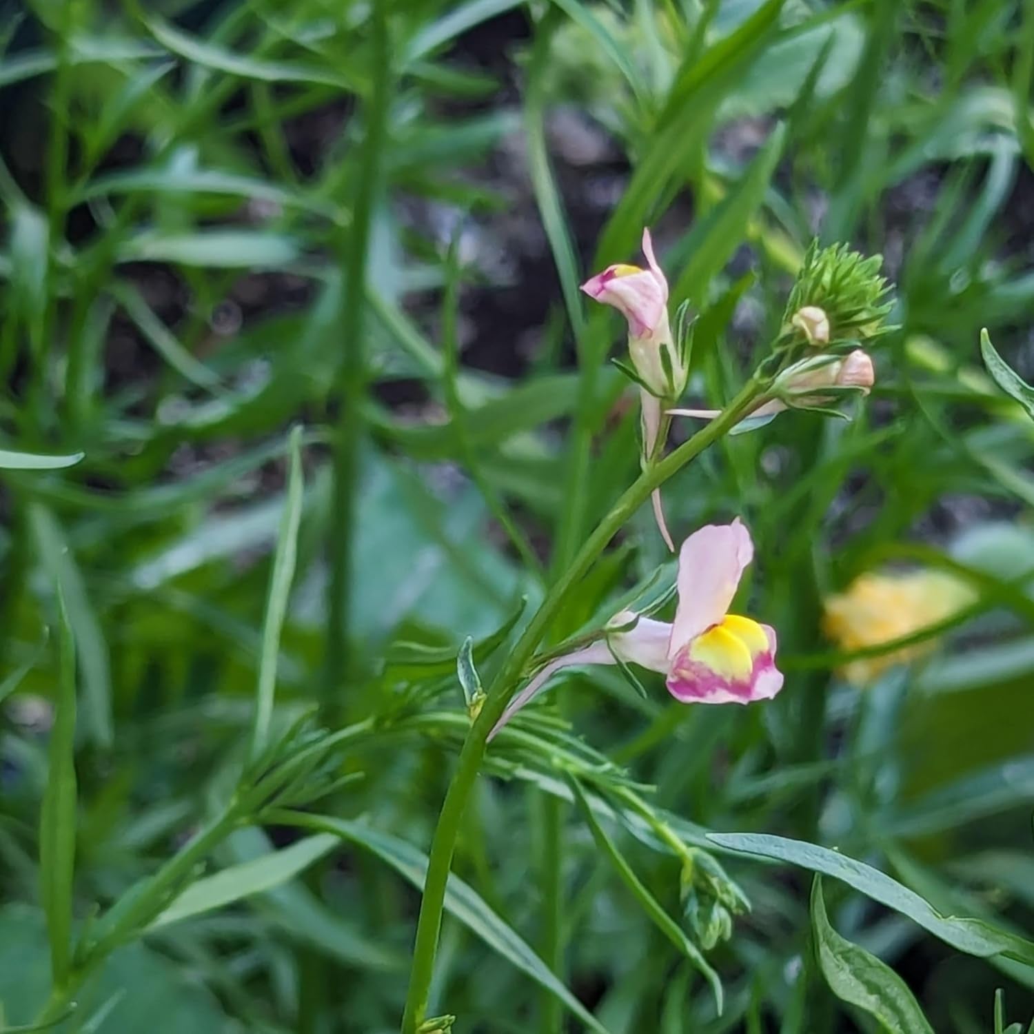 Lino marroquí (Linaria maroccana) aprox. 2000 semillas de flor anual de verano, flor cortada de floración larga
