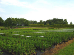 Ribes Uva-Crispa 'Mucurines' Hochstamm 120 Cm – Winterhart, Mehrjährig, Pflegeleicht – Stachelbeere – Beerenobst Für Garten & Kübel