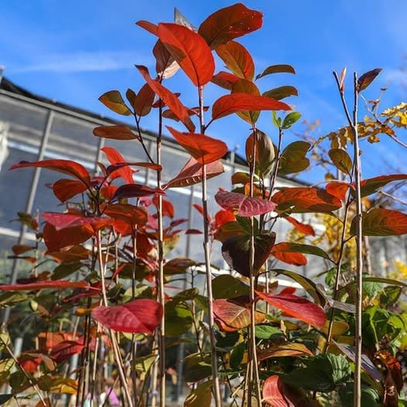 Seedorn (Aronia Melanocarpa) Schwarz Auf Blumentopf 20 Obstpflanze Baum Max 150 Cm -2 Jahre Anbau Italien