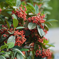 Teppichmispel, Herbstblumen Winterhart Bodendecker Cotoneaster Dammeri, Für Sonnige Plätze Schnell Wachsende Sträucher Blumensamen Bio Bodendecker 20Samen