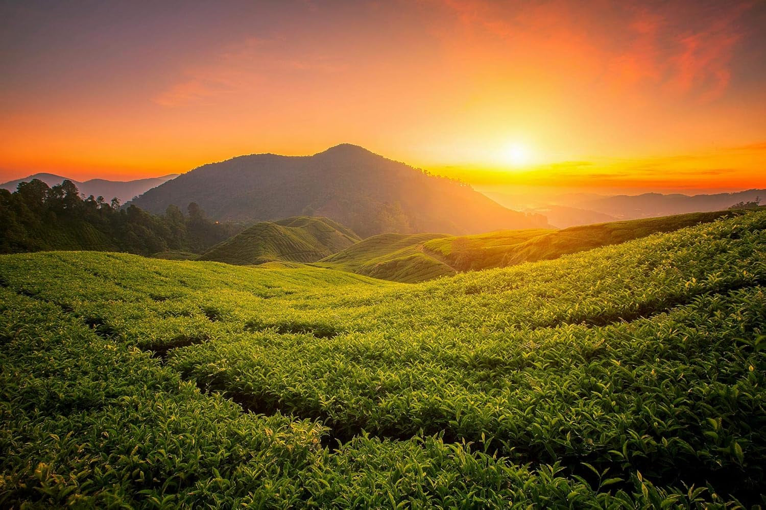 Ceai Oolong Da Hong Pao (organic) din Wuyishan, China | Recolta 2024 | Ceai Oolong organic chinezesc de înaltă calitate | Specialitate tradițională de ceai (50)