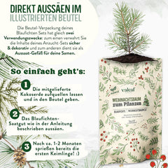 Weihnachtsbaum Anzucht Set I Tolle Geschenk-Idee, Wichtelgeschenke Weihnachten, Nikolausgeschenke Und Garten Geschenke I Weihnachtsbaum Aus Der Dose (Blaufichte 3)