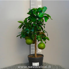 SAVINI VIVAI Grapefruitpflanze, Rosa Grapefruit-Zitrusbaum Im 20 Cm Topf, Höhe 70 Cm, 2-3 Jahre Veredelung, Hergestellt in Italien
