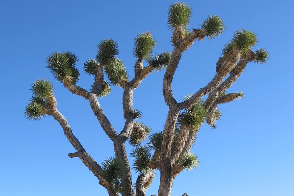 SAFLAX - Joshua Tree - 10 Samen - Yucca Brevifolia