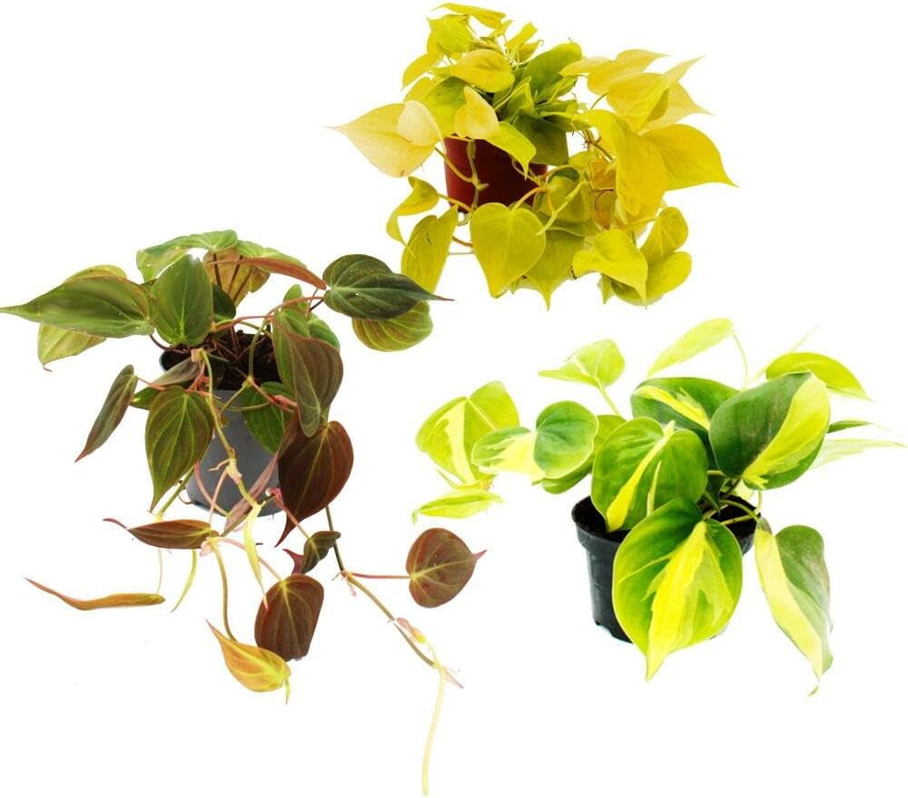 Zimmerpflanzen-Trio "Rankende Baumfreunde" - Set Mit 3 Verschiedenen Philodendron-Arten - Micans - Scandens "Lime" - Scandens "Brasil"