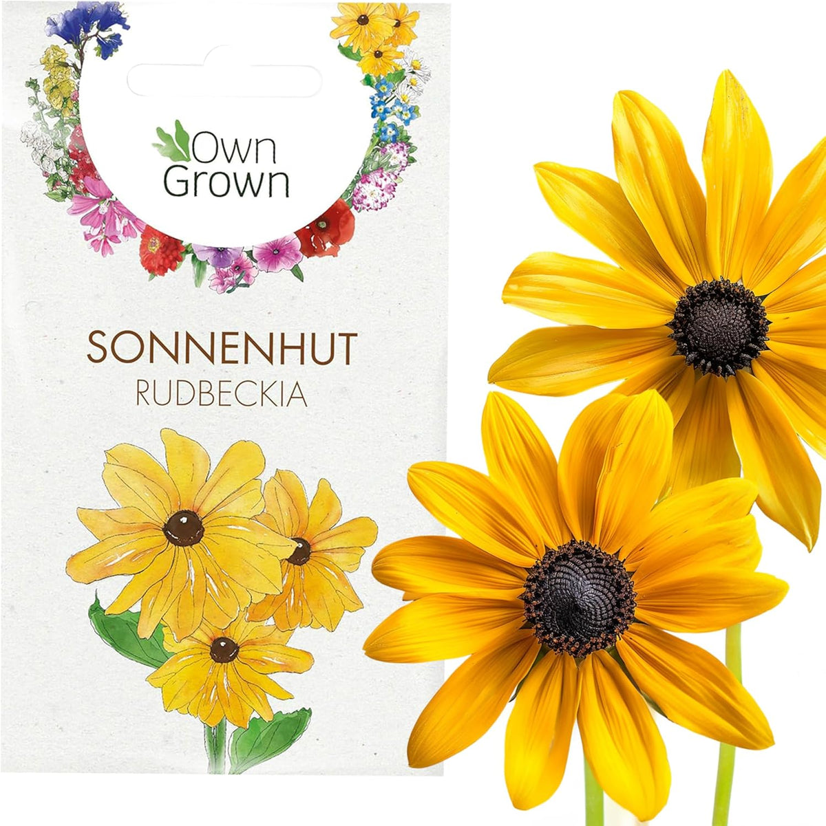Semillas de equinácea: Semillas de equinácea amarilla de primera calidad para unas 20 plantas de equinácea con flores – Semillas de Rudbeckia – Rudbeckia resistente – Plantas perennes de equinácea – Plantas perennes resistentes de OwnGrown