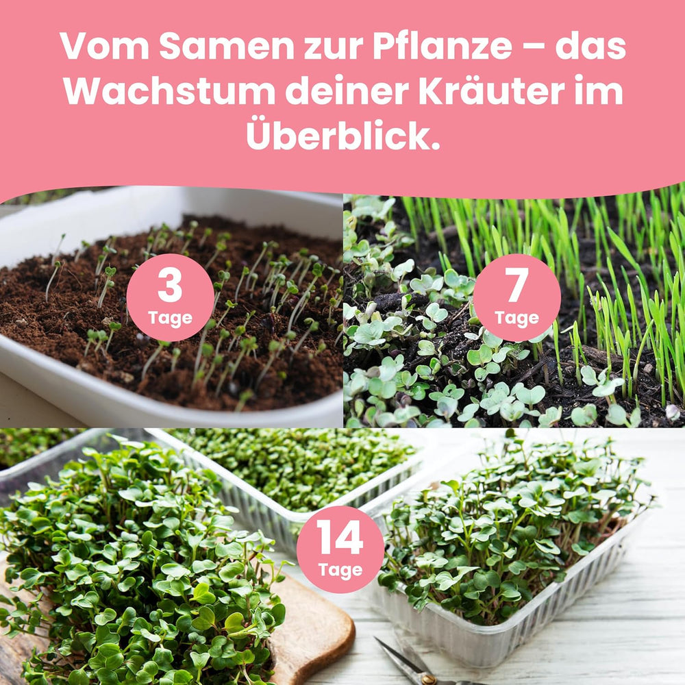 LERAVA Kräutersamen Set - 12 tipos: Basilikum Samen, Parsilie Samen, Koriander, Oregano & mehr - Saatgut für frische Kräuter im Garten oder Topf, Premium Samen für Küche & Balkon - Samen set, semillas