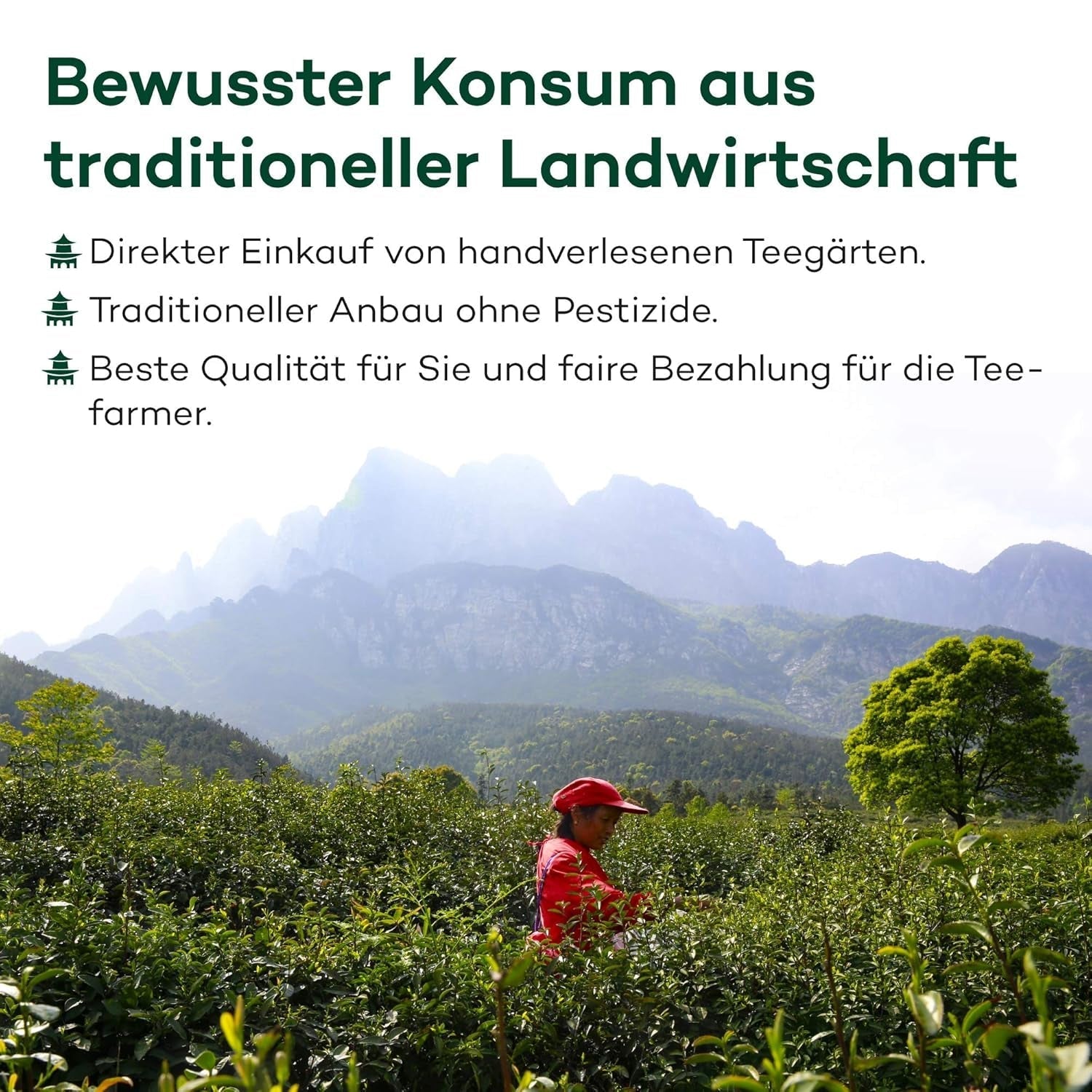 Ceai Oolong Tie Guan Yin din Anxi, China | Recolta 2025 | Ceai Oolong chinezesc de înaltă calitate | Ceai chinezesc premium din plantații tradiționale 100 g