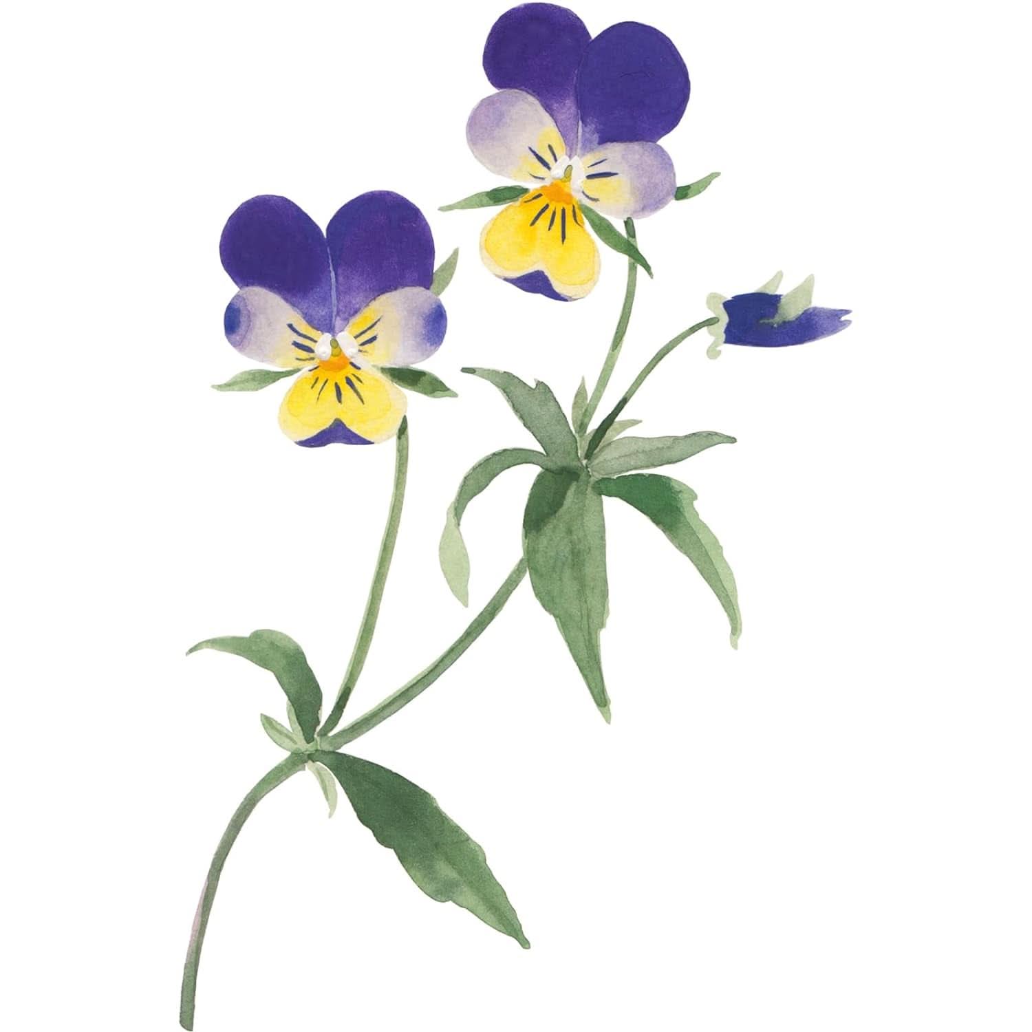 WELEDA Organic Skin Food Body Butter, Crema de cuidado corporal unisex para el cuidado de la piel seca y áspera, 150 ml Ducha y baño Naty Shop