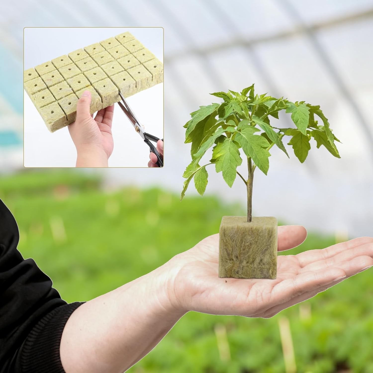 100 Cubos de propagación de lana de roca 25x25x25 mm con guantes Aislamiento de lana de roca Cubos de propagación de fácil enchufe Hidroponía Cubos de lana de roca Esquejes Propagación sin suelo