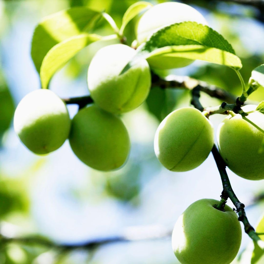 Regina Pflaumen Claudia Verde - Obstpflanze Alte Frucht Auf Blumentopf 20 - Baum Max 170 Cm – 2 Jahre Anbau Italien