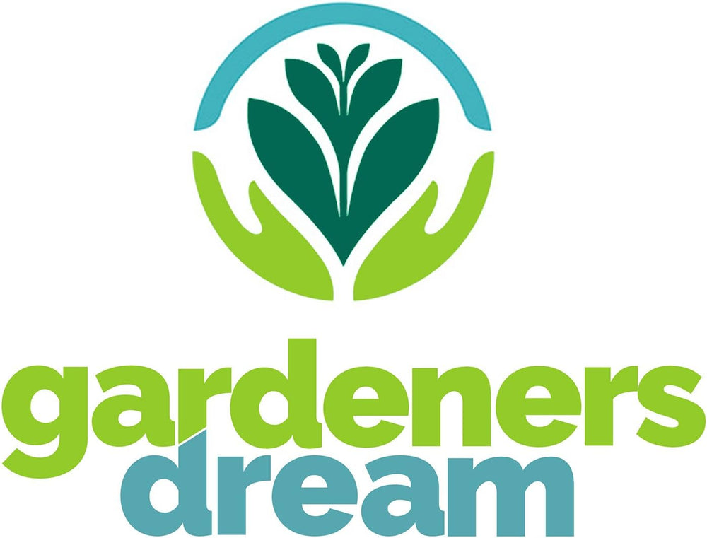 El sueño de los jardineros: 4 plantas de Tillandsia reales - 4 plantas de aire de Tillandsia reales - Plantas de terrario - Plantas decorativas de terrario - Plantas de interior purificadoras de aire - Plantas decorativas - Plantas reales