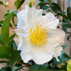 Kameliesamen Kamelien Winterhart Grünpflanzen, Gartendeko Für Draußen Topfpflanzen Frühlingsblumen 60Pcs