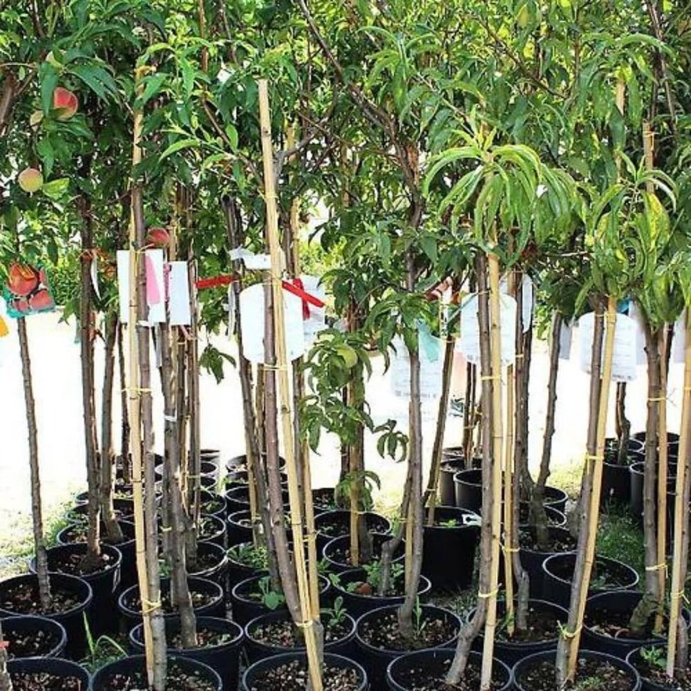 Pfirsiche Mit Gelbem Fleisch Fayette - Obstpflanze Alte Frucht Auf Blumentopf 26 Innestata Su Portainnesto - Baum Max 120 Cm - 4 Jahre Anbau Italien