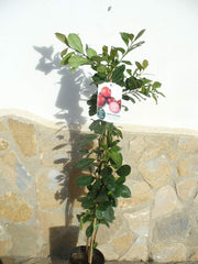 1 Pflanze - Erdbeer-Guave - Psidium Cattleianum, Kirsch-Guave, Gesundheitsfrucht 110-125 Cm