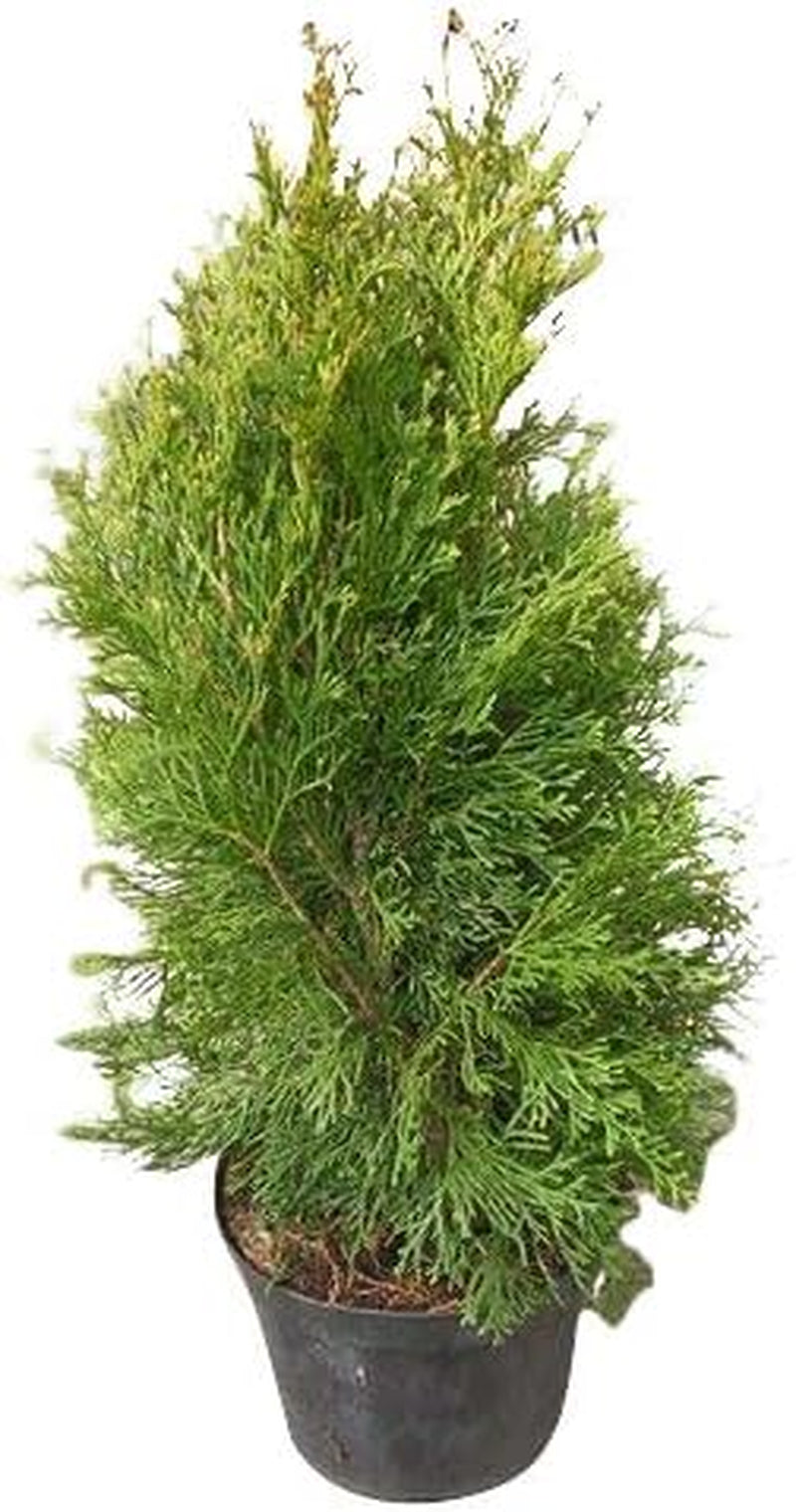1000+ Samen Thuja -Abendländischer Lebensbaum- Lat : Thuja Occidentalis