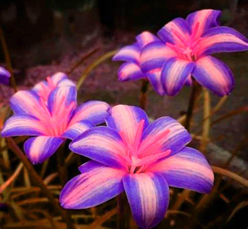 Blumenzwiebel Mix, Winterhart zwiebeln, Winterhart pflanzen, Mehrjährige Blumenzwiebel ist winterhart, Mysteriöse magische Glühbirne-4 Pflanzen Funken Hosta Rhizom