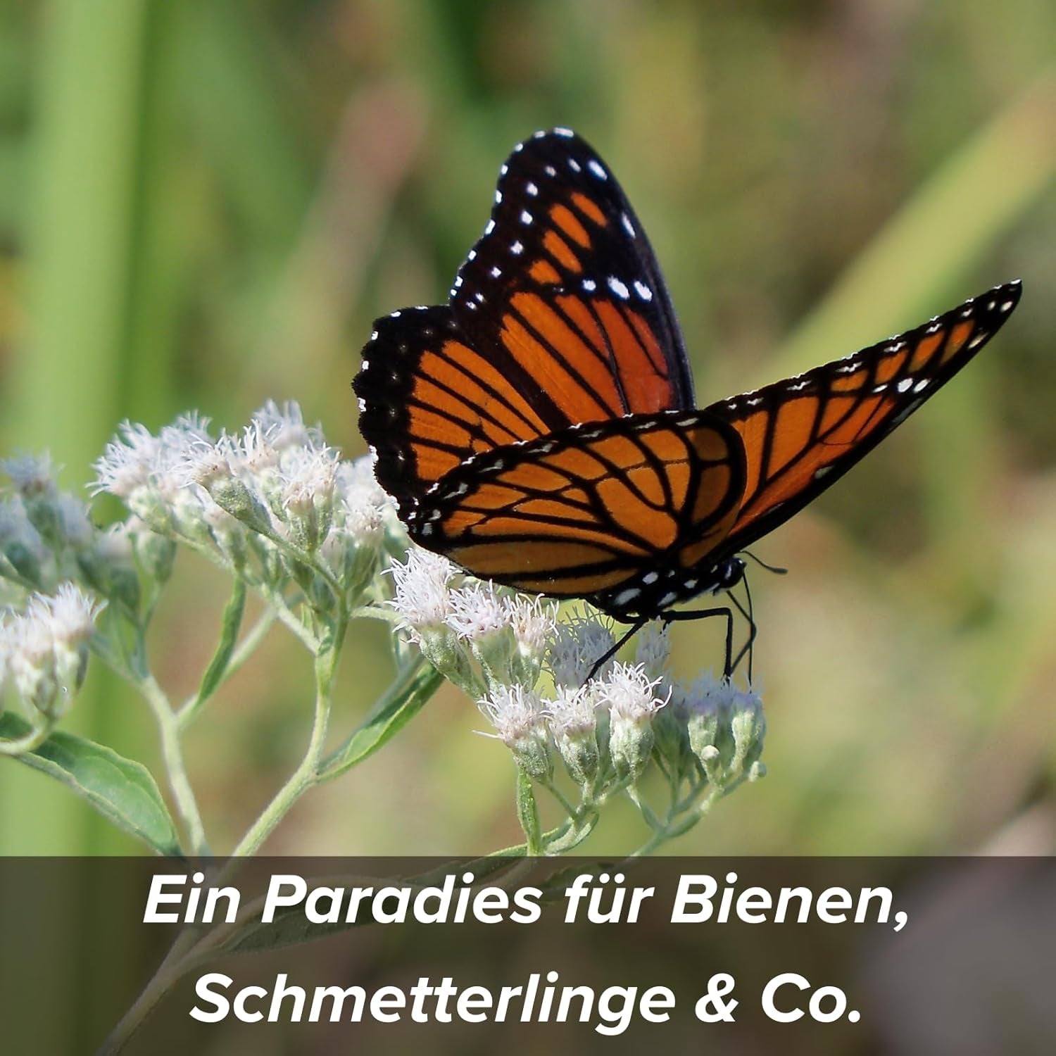 Semillas de flores en una capa protectora de arcilla para abejas y mariposas, 400g. Mezcla de flores silvestres perennes y resistentes al invierno para 20 m². Hermosas semillas de flores silvestres para un colorido pasto de abejas. Regalo para niños.