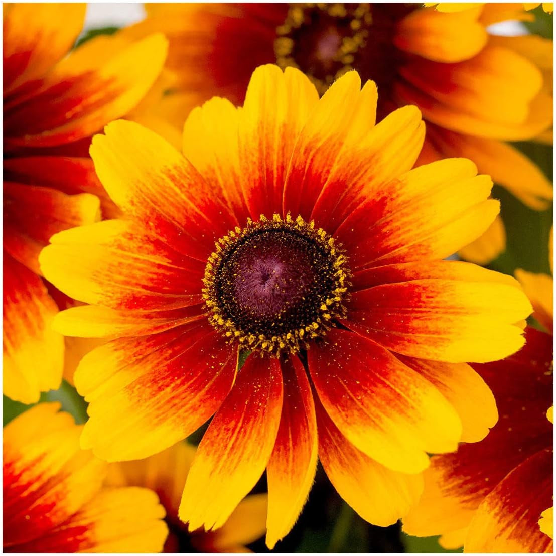 Rudbeckia Kissing Smiley in 10,5 Cm Topf