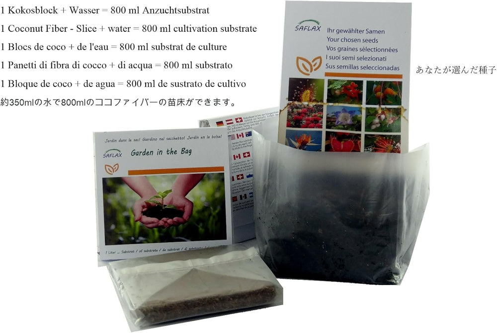 SAFLAX - Garden in the Bag - Afrikanischer Affenbrotbaum - 6 Samen - Mit Anzuchtsubstrat Im Praktischen, Selbst Aufstellenden Beutel - Adansonia Digitata