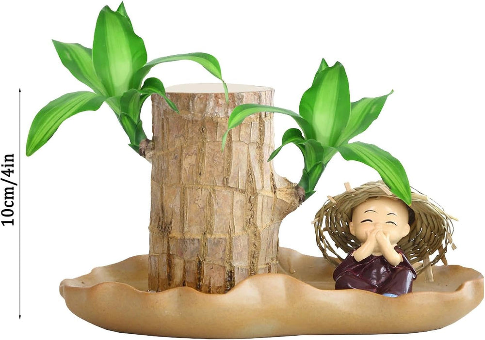 Brasilianische Holzpflanze, Lucky Bamboos-Pflanzen Für Den Innenbereich, Hydroponischer Lucky Bamboos-Topf Mit Keramikschale Zur Reinigung Der Raumluft, Brasilianische Lucky Wood-Pflanze