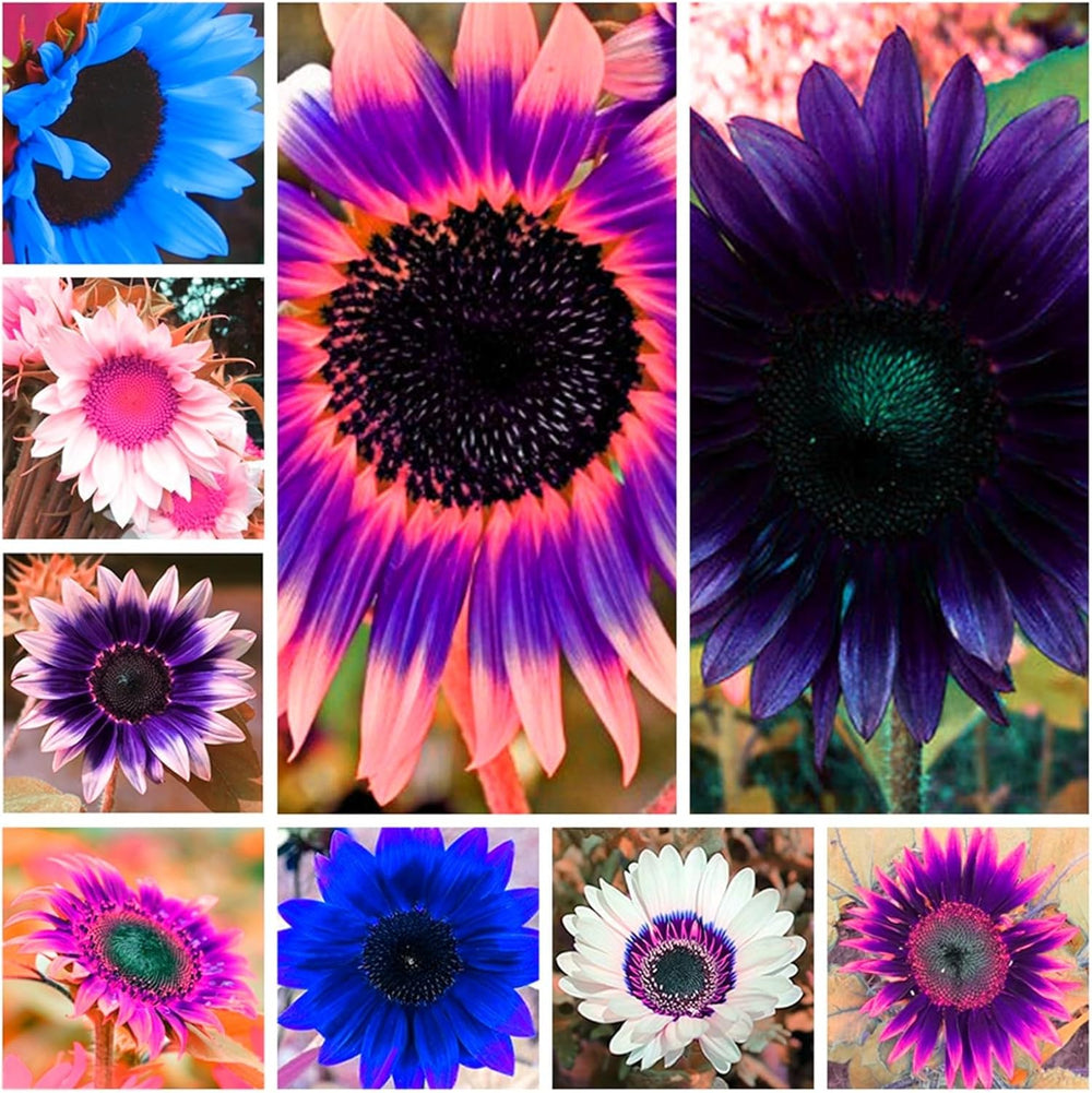 Mezcla de bulbos de flores, bulbo mágico misterioso, plantación resistente, bulbo de flor perenne resistente al invierno, bulbos resistentes - 3 bulbos de orquídeas