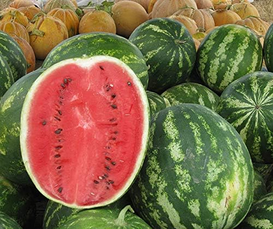 Melonensamen Crimson Sweet Wassermelone 50 Korn