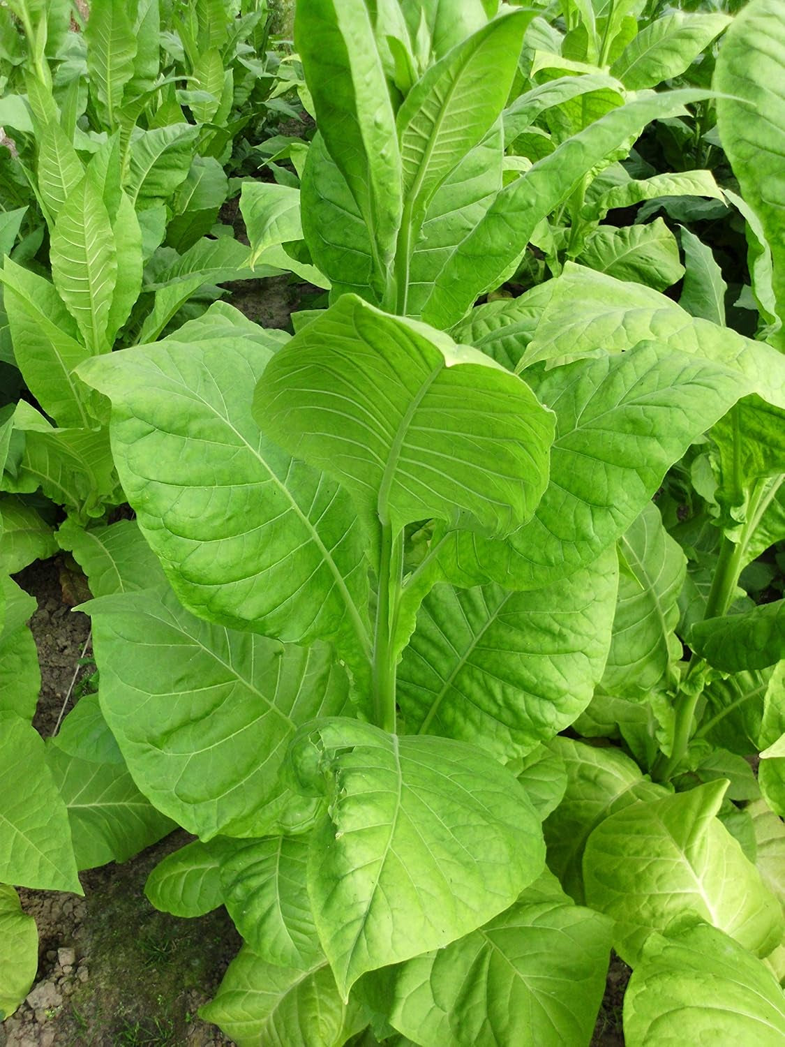 Semințe de tutun 5x1000 Tutun de fumat autentic 5 soiuri Virginia, Red Front, Orient Xanthi, Baden Geudertheimer Fresh. Recolta 2025