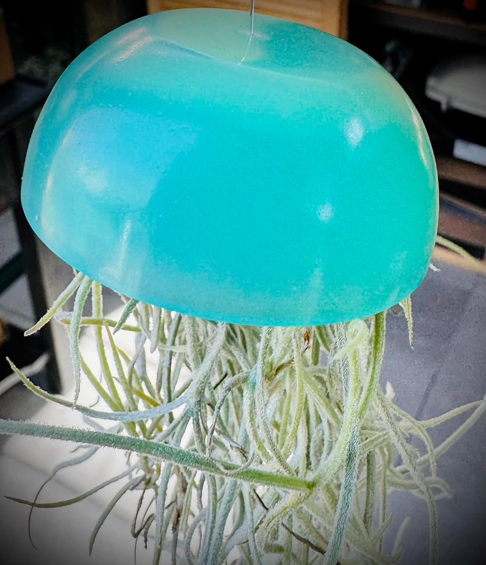 Tillandsien Pflanzen - Luftpflanzen Echt - Air Plants - Tilldandsia - 3Er Set Quallenpflanzen Mit Im Dunkeln Leuchtenden Glas-Seeigeln - Spanisches Moos - Luftpflanzen Halterung - Trendyairplants