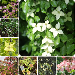 Hartriegelsamen, Steingartenpflanzen Cornus Kousa, Gartenpflanzen Balkonpflanzen Blühende Sträucher Winterhart 500Pcs