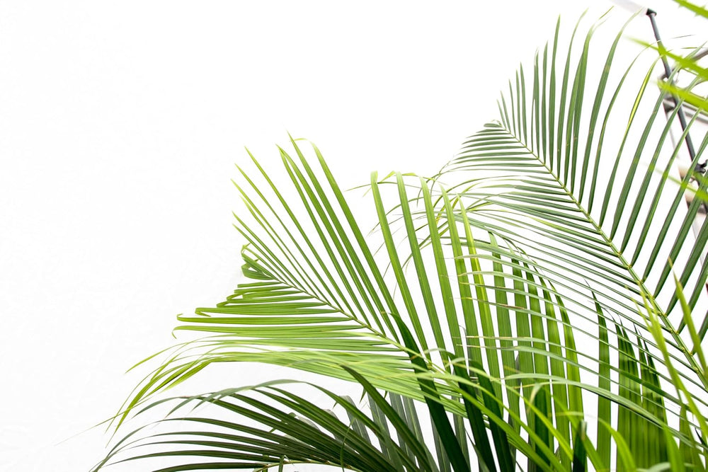 Trendyplants - Areca Palme - Goldpalme - Zimmerpflanze - Höhe 150-170 Cm - Topfgröße Ø24Cm