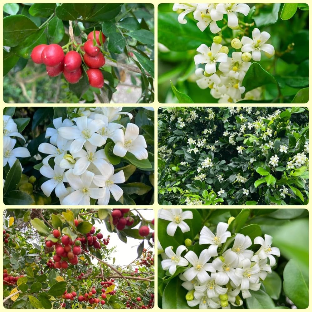 Murraya Exotica, Kräutergarten Kräutersamen, Balkonpflanzen Winterhart Immergrüne Sträucher Nachhaltige Geschenke 250Samen