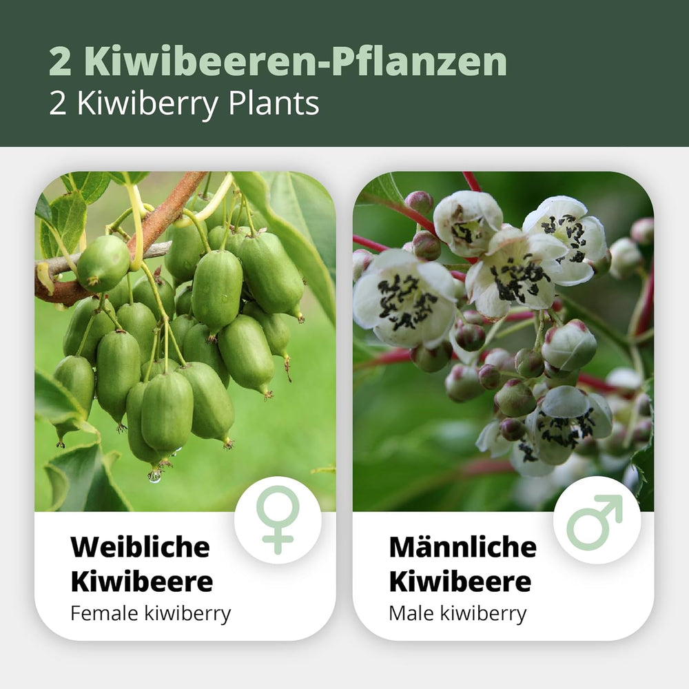 Kiwiri'S Kiwibeeren Duo - 2 Kiwipflanzen (Actinidia Arguta) - Mini Kiwi - Sortengarantie Direkt Vom Züchter