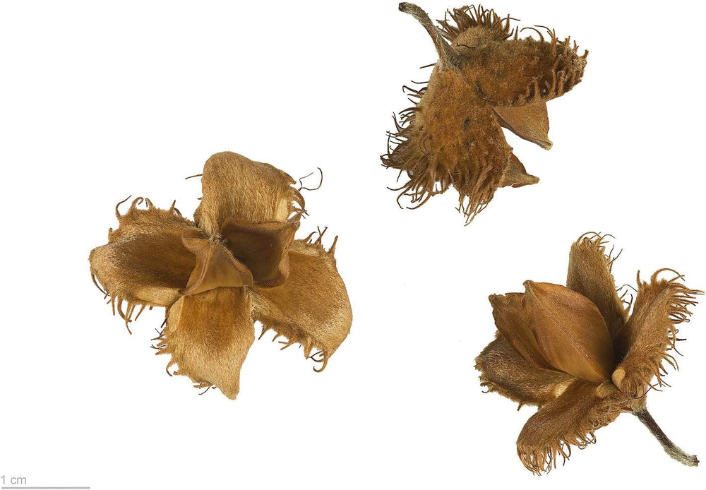 Rotbuche (Fagus Sylvatica) 10 Große Samen (Heimischer Baum - Winterhart)