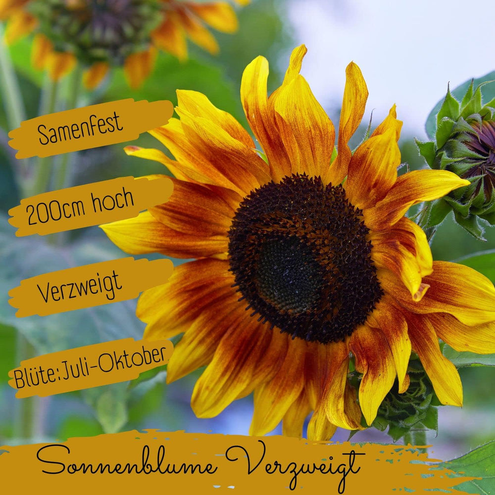 Pipas de girasol ecológicas, ramificadas, 20 pipas de girasol con alta tasa de germinación, pipas de girasol para jardín, balcón, parterre o regalo para invitados. Semillas de flores de polinización libre.