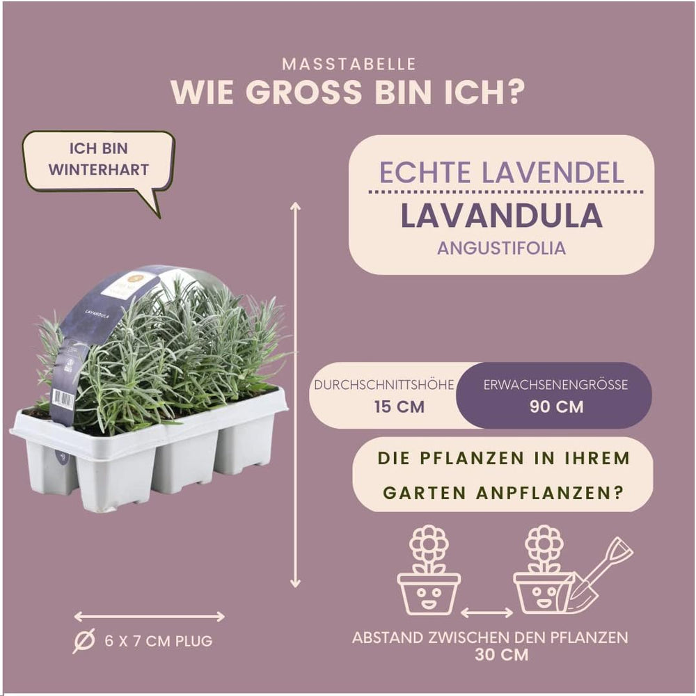 Plants by Frank | 24 Blauer Duft-Lavendel Pflanzen | Lavendel Angustifolia | Echter Lavendel Pflanze Winterhart Mehrjährig | Lavendelstrauch | Gartenpflanzen | 24 X Ø7 Cm - 15 Cm