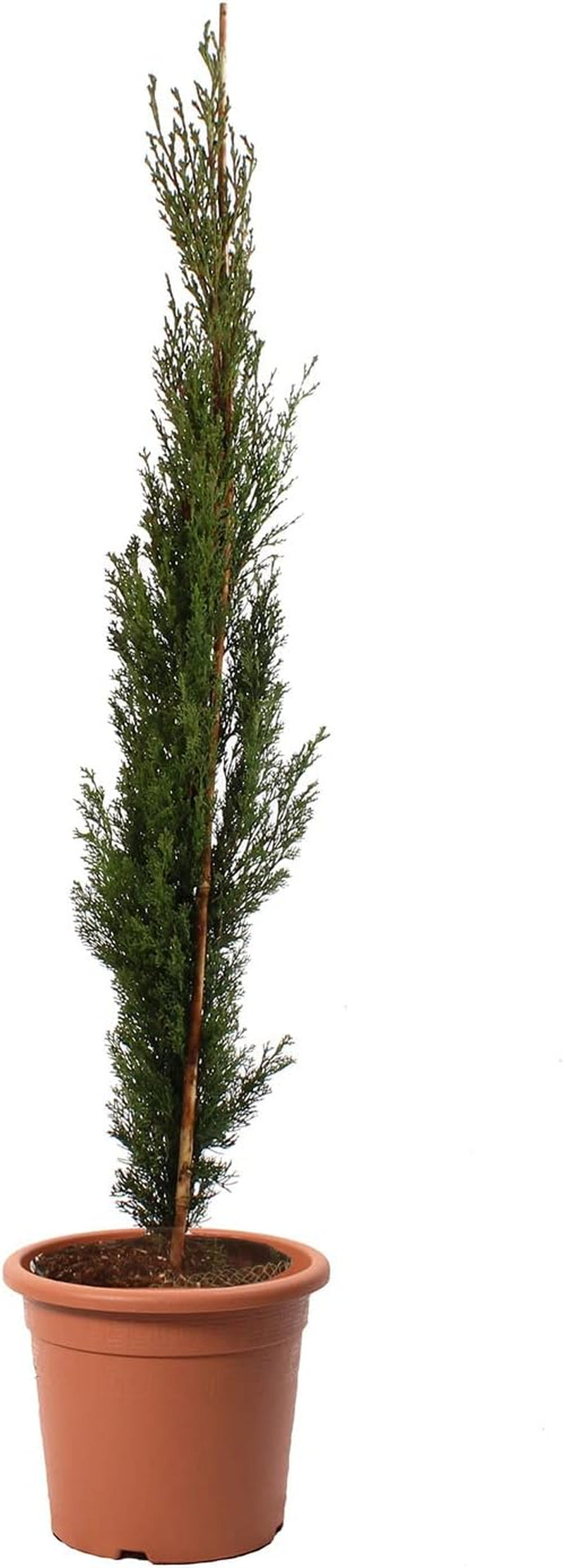 KENTIS - Zypressen Echte Pflanzen Winterhart - Cupressus Sempervirens Totem - Hoch 80-100 Cm Topf Ø 18 Cm