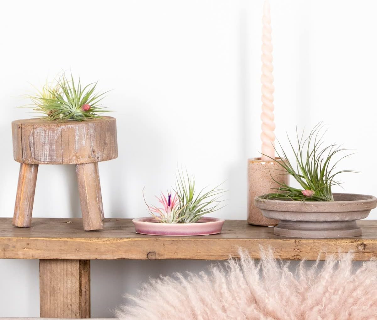 Bloomique - 5Er Mix - Tillandsia - Tillandsien - Luftpflanzen Echt - Sehr Pflegeleicht - Höhe 5-15 Cm