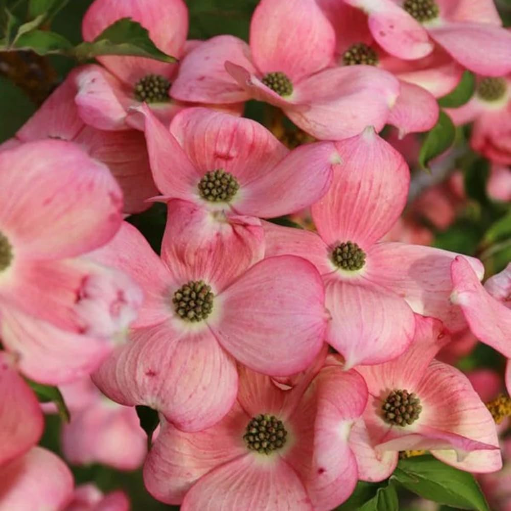 Cornus Kousa, Blühende Sträucher Winterhart Hartriegel, Steingartenpflanzen Winterhart Balkonpflanzen 300Samen