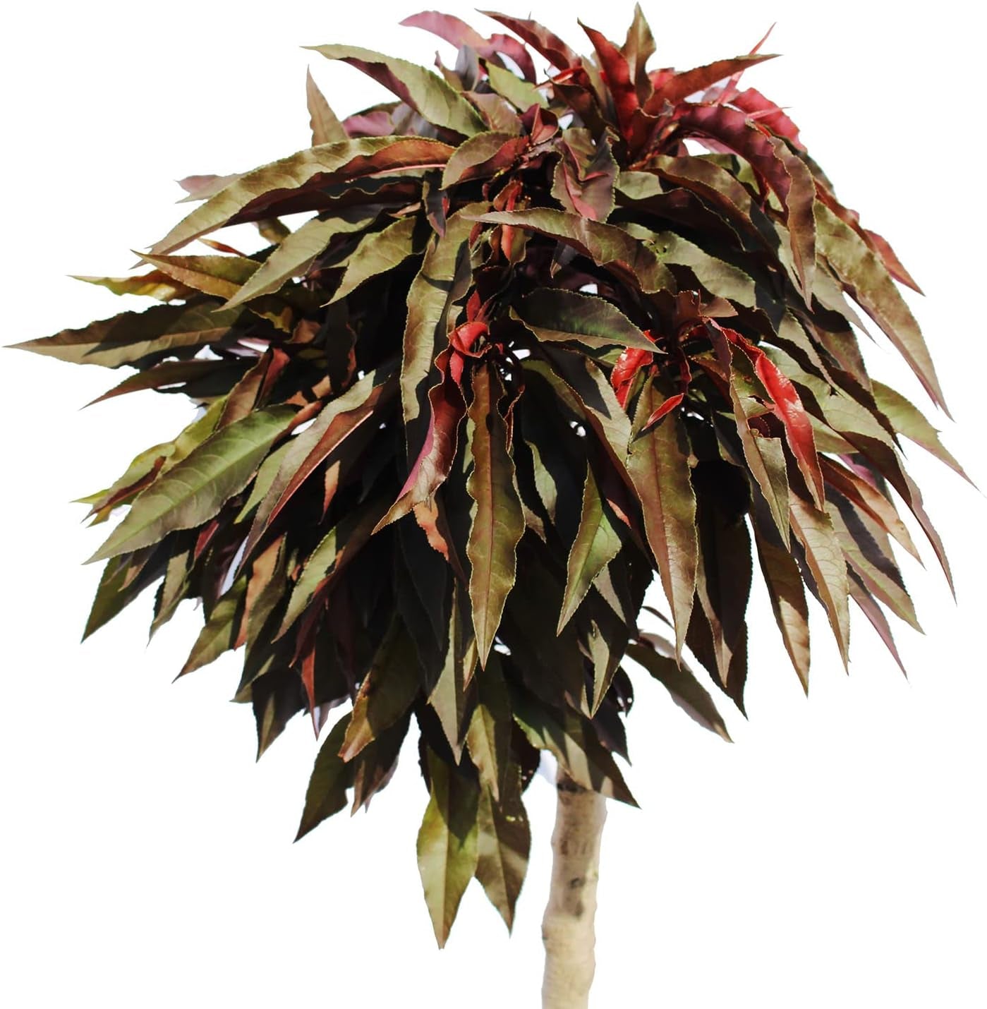 KENTIS – Zwerg Pfirsichbaum – Pfirsich Crimson Bonfire – Echte Outdoor Pflanzen – Garten Obstbaum – Obstpflanzen – Topf Ø 24 Cm