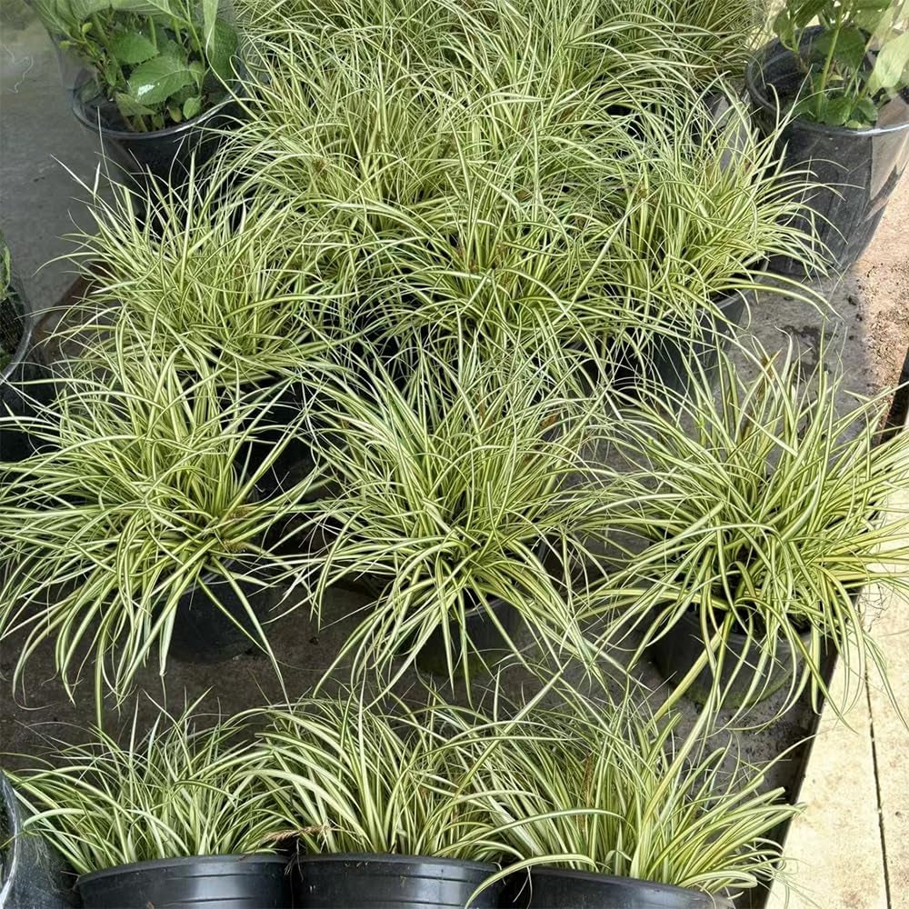 Carex Oshimensis Evergold Immergrüne Sträucher Winterhart Gartenpflanzen Für Draußen Winterharte Kübelpflanzen Seltene Outdoor Ziergräser Sichtschutz Winterfeste Luftreinigende 400Samen