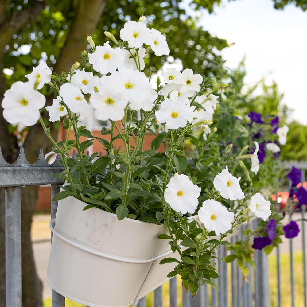 Semillas de petunia: Semillas de petunia de primera calidad para alrededor de 400 plantas de petunia – Hermosas semillas de petunia para plantas de balcón y jardín – Semillas de flores – Semillas de petunia enredadera – Flores de balcón de cultivo propio