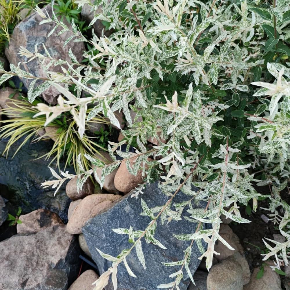 Harlekinweidesamen, Balkonpflanzen Salix Integra, Exotische Baumsamen Gartenarbeit Geschenk Kübelpflanzen Sträucher Winterhart Seltene 300Pcs