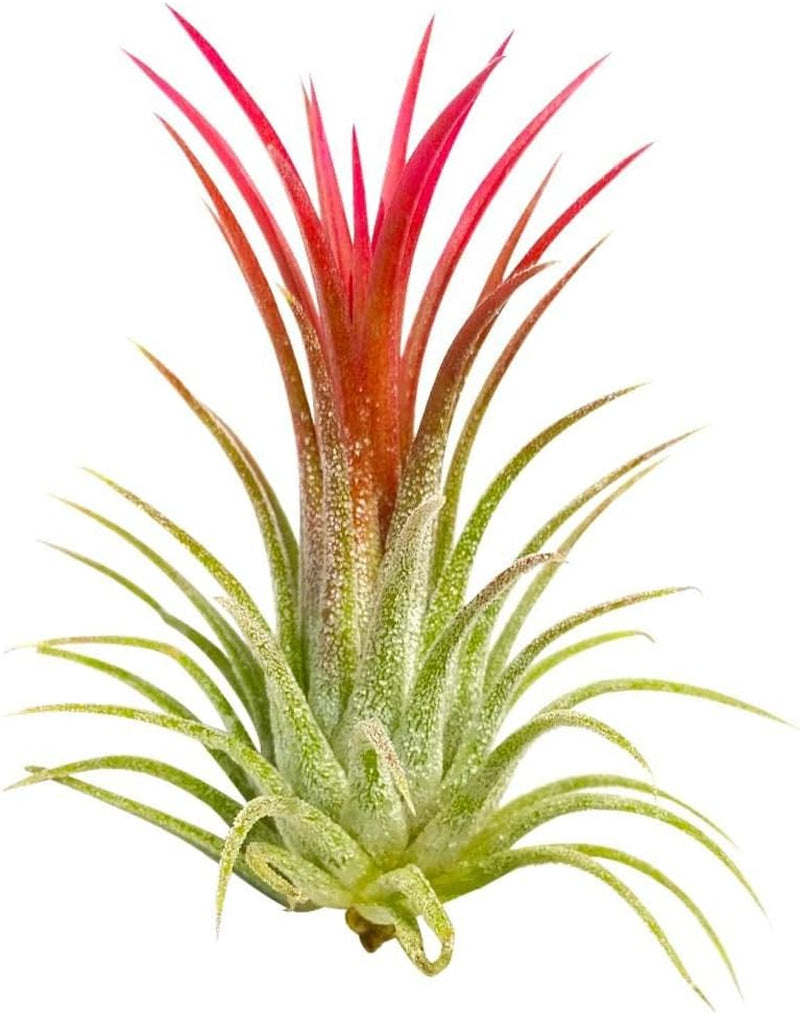 Tillandsia Ionantha‘ Rubra ’Pflanze Luft Pflanze - Beliebte Auf Chelsea Dieses Jahr