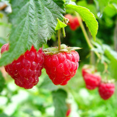 Himbeerbaum Himbeeren Rote Himbeeren Loganberry Uniferi - - Obstpflanze Antik Auf Blumentopf 20 - Baum Max 170 Cm –2 Jahre Anbau Italien