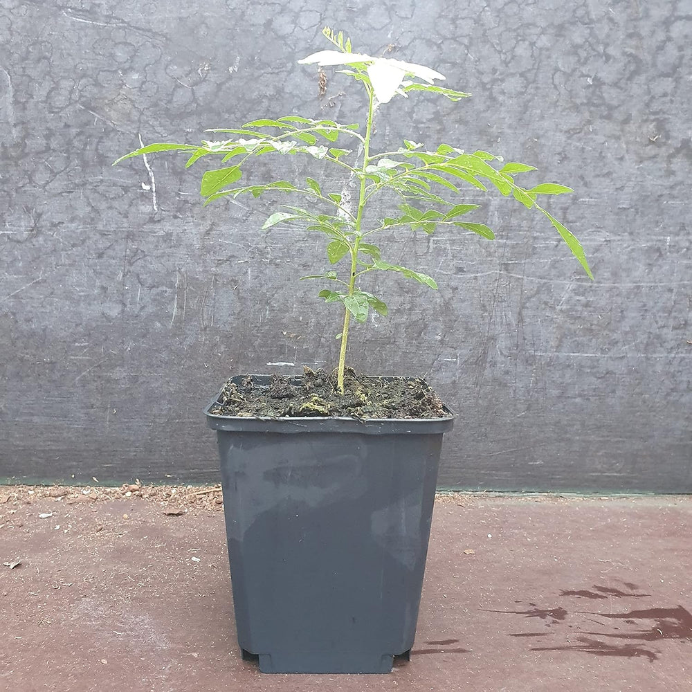 1 Curryblatt Baum | Murraya Koenigii | Aus Samen gezogen | Seleccionados en la UE | Indische & Sri Lanka Zimmerpflanze | 10-15 cm de altura en 7 cm de altura | Plantas de curry | Bergera Koenigii