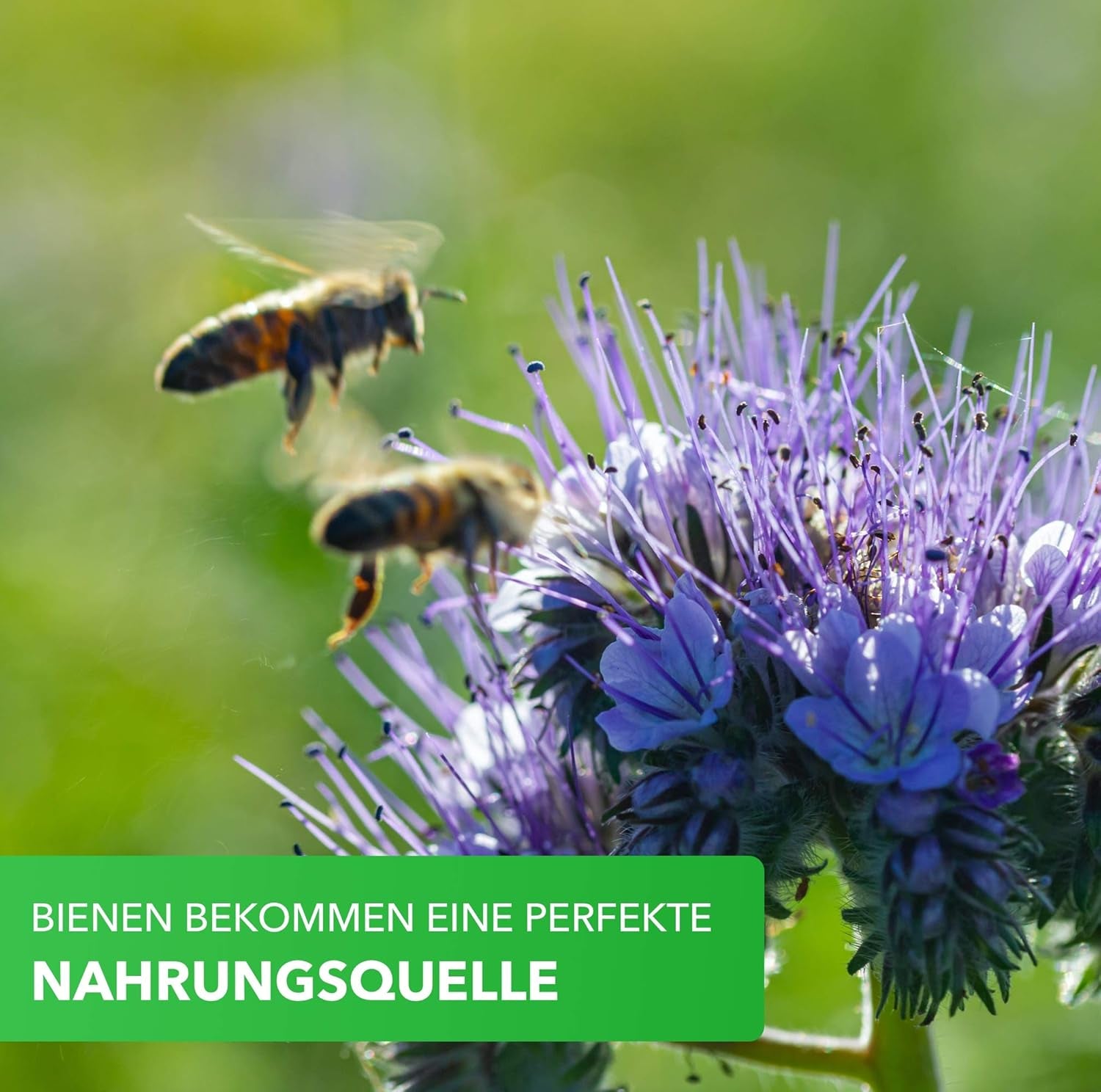 Magic of Nature Mezcla para cajas de balcón - 10 g de semillas - Plantas aptas para las abejas - Fácil de usar - Paraíso de las abejas - 5 especies nativas cultivadas - Adecuado para jardineras y maceteros
